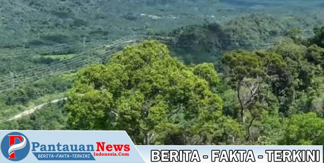 HUTAN SBB OK